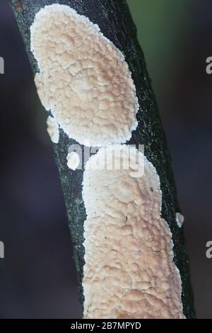 Corticium-Laeve, bekannt als Tränendropper, Wildpilz aus Finnland Stockfoto