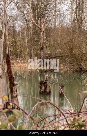 Wenig Wampland mit stagnierendem Wasser und durchbrochenen Bäumen Stockfoto