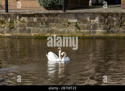 Paar stumme Schwäne (Cygnus olor), die sich mit dem Paarungsritual, Water of Leith, Edinburgh, Schottland, Großbritannien beschäftigen Stockfoto