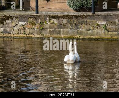 Paar stumme Schwäne (Cygnus olor), die sich mit dem Paarungsritual, Water of Leith, Edinburgh, Schottland, Großbritannien beschäftigen Stockfoto