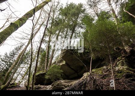 Riesige Felsen und hohe Bäume hinunter den Canyon inmitten des grünen Waldes Stockfoto