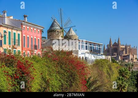 Stadthäuser und historische Windmühle von es Jonquet und Palma Cathedrahl La Seu in der Altstadt von Palma de Mallorca, Mallorca, Balearen, Spanien, Europa Stockfoto