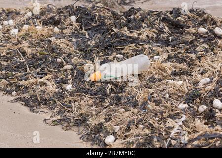 Plastiktrinkflasche umgeben von totem Algen und Muscheln am Strand ein Beispiel für die vielen Müllstücke im Meer Stockfoto