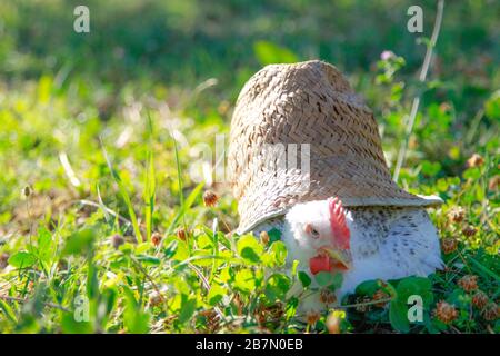 Weiße Henne in einem blühenden Feld Stockfoto