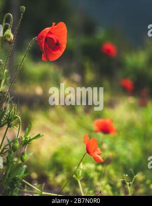Rote Mohn auf einer grünen Wiese. Im Mohn befindet sich eine Spinne Stockfoto