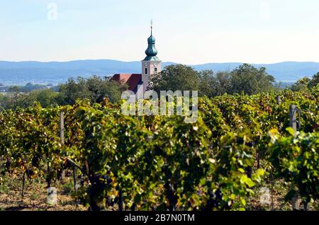 Österreich, Weinberg und Kirche Reisenberg in Oberösterreich Stockfoto