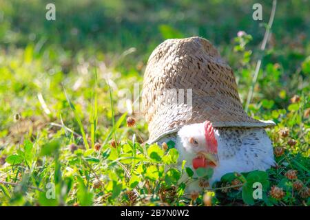 Weiße Henne in einem blühenden Feld Stockfoto