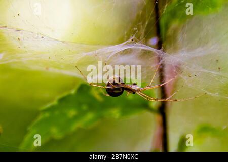 Makro-Nahaufnahme einer Spinne auf einem Spinnennetz, über einer Anlage in einem Schweizer Wald, grüner Hintergrund Stockfoto