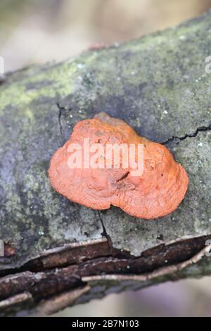 Trametes cinnabarina, bekannt als Cinnabar Bracket oder Northern Cinnabar Polypore, Wildpilz aus Finnland Stockfoto