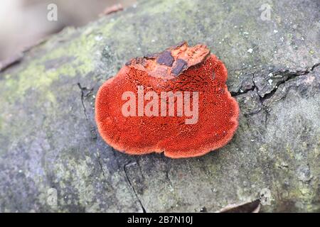 Trametes cinnabarina, bekannt als Cinnabar Bracket oder Northern Cinnabar Polypore, Wildpilz aus Finnland Stockfoto