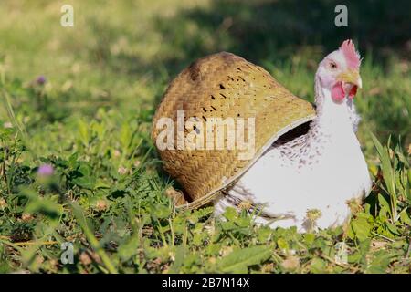 Weiße Henne in einem blühenden Feld Stockfoto