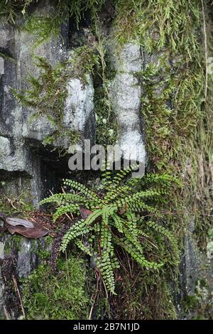 Asplenium trichomanes, im Allgemeinen als Maidenhaar-Spleienwort bekannt Stockfoto