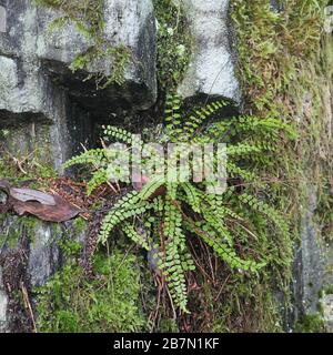 Asplenium trichomanes, im Allgemeinen als Maidenhaar-Spleienwort bekannt Stockfoto