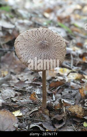 Macrolepiota procera, im Allgemeinen bekannt als Parasolpilz, Wildpilz aus Finnland Stockfoto