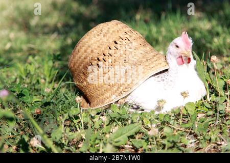 Weiße Henne in einem blühenden Feld Stockfoto