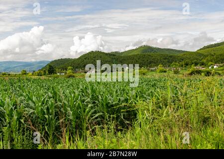 Ein Gebiet in der Nähe von Lashi Hai, das Teil der alten Tea Horse Road, Chamagudao, war und sich durch die Berge von Sichuan, Yunnan und Tibet in China schlängelt. Stockfoto