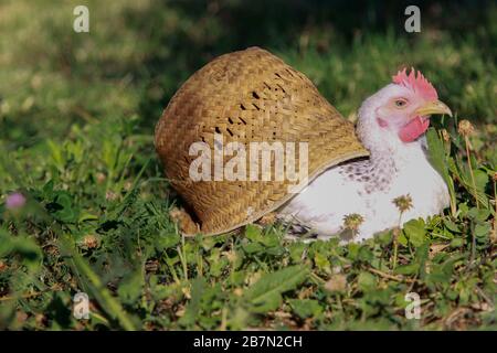 Weiße Henne in einem blühenden Feld Stockfoto