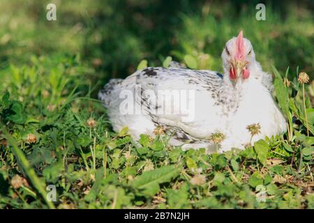 Weiße Henne in einem blühenden Feld Stockfoto