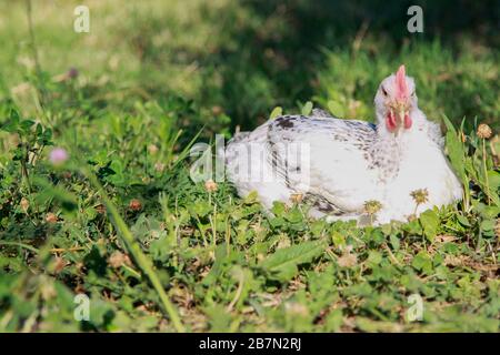 Weiße Henne in einem blühenden Feld Stockfoto