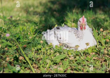 Weiße Henne in einem blühenden Feld Stockfoto