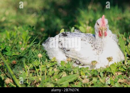 Weiße Henne in einem blühenden Feld Stockfoto