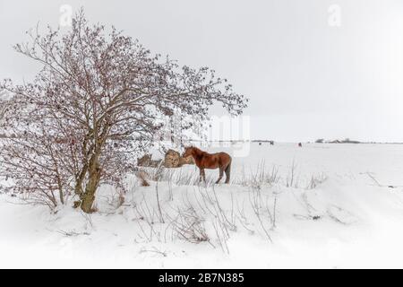 Extremer Winter auf der Insel Föhr, Nordsee, UNESCO-Welterbe, Nordfriesland, Schleswig-Holstein, Norddeutschland, Europa Stockfoto