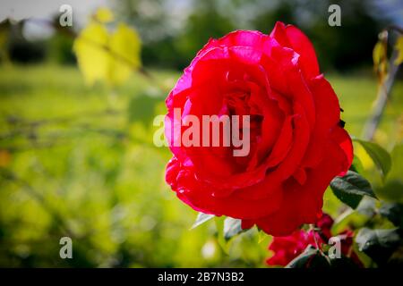 primo Piano di rosa in fiore Farbe Rosso Stockfoto