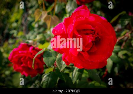 primo Piano di rosa in fiore Farbe Rosso Stockfoto