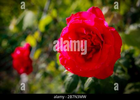 primo Piano di rosa in fiore Farbe Rosso Stockfoto