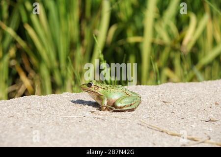 Frosch im Reisfeld Stockfoto