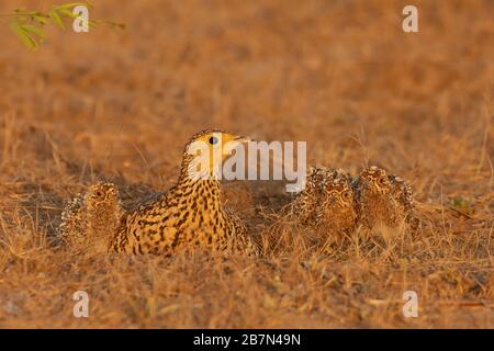 Kastanienbrüchige Sandgrouse (Pterocles exustus) mit Küken in Jamnagar, Gujarat, Indien Stockfoto