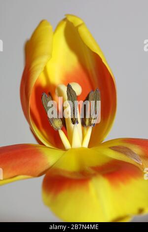 Tulipa Blume Makrohintergrund hochwertige Aximenis-Familie Liliaceae Stockfoto