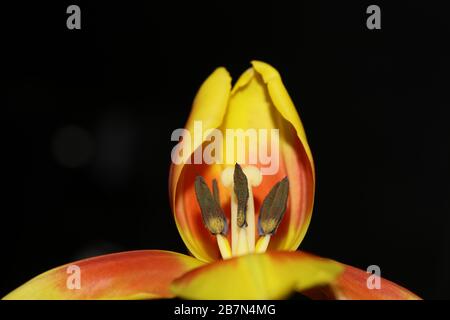 Tulipa Blume Makrohintergrund hochwertige Aximenis-Familie Liliaceae Stockfoto