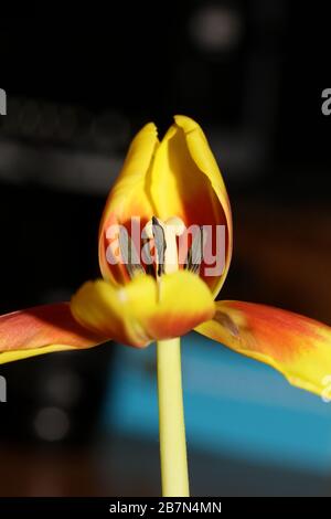 Tulipa Blume Makrohintergrund hochwertige Aximenis-Familie Liliaceae Stockfoto