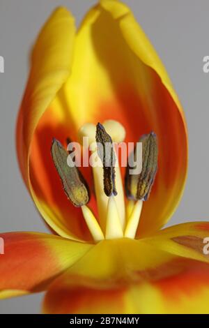 Tulipa Blume Makrohintergrund hochwertige Aximenis-Familie Liliaceae Stockfoto