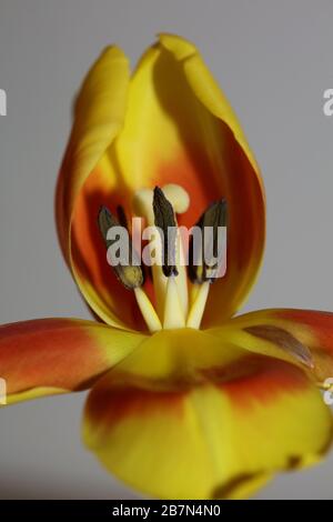 Tulipa Blume Makrohintergrund hochwertige Aximenis-Familie Liliaceae Stockfoto