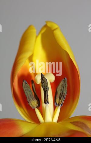 Tulipa Blume Makrohintergrund hochwertige Aximenis-Familie Liliaceae Stockfoto