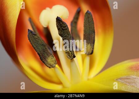 Tulipa Blume Makrohintergrund hochwertige Aximenis-Familie Liliaceae Stockfoto