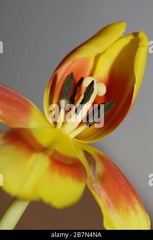 Tulipa Blume Makrohintergrund hochwertige Aximenis-Familie Liliaceae Stockfoto