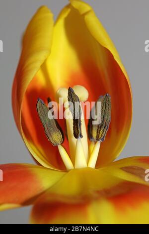 Tulipa Blume Makrohintergrund hochwertige Aximenis-Familie Liliaceae Stockfoto