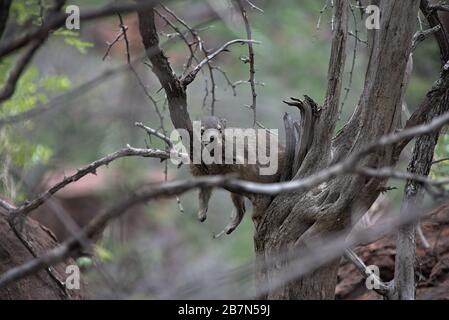 Rock Hyrax Entspannung in einem Baum im Waterberg Plateau Park, Namibia; Februar, Nachmittag Stockfoto