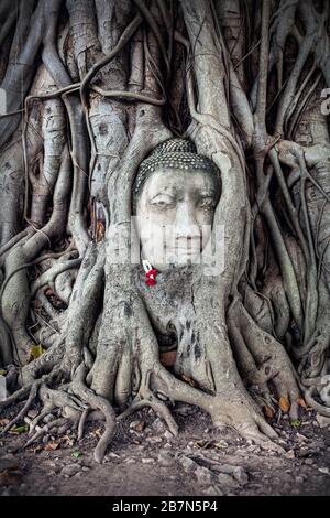 Leiter der Sandstein Buddha Bodhi Baum Wurzeln im Wat Mahathat Komplex in Ayutthaya, Thailand Stockfoto