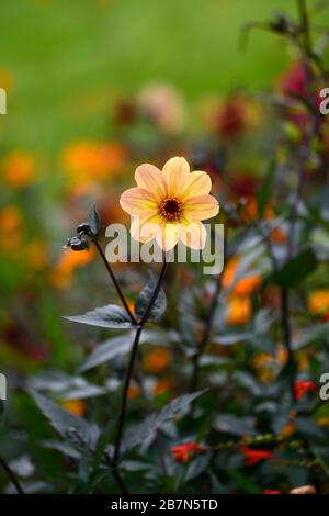 dahlia, peinige Dahlien, Sämling, Pfirsichorange Blumen, Blüte, Blume, bienenfreundlich, tierfreundlich, Nektar reich, RM floral Stockfoto