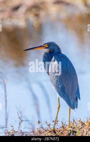 Am Rande des Wassers im Merritt Island National Wildlife Refuge, Florida, USA, steht ein dreikoloriertes Heron (Egretta tricolor). Stockfoto