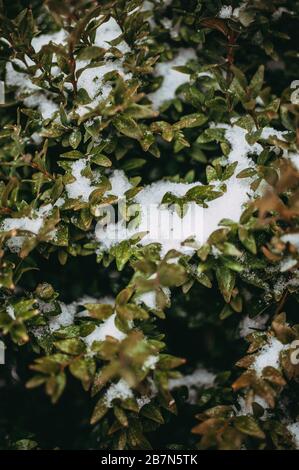 Holzvertäfelungen im Schnee im Garten. Ziersträucher sind mit weißem flaumigem Schnee bedeckt. Stockfoto