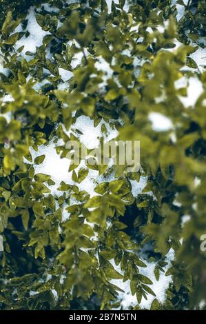 Holzvertäfelungen im Schnee im Garten. Ziersträucher sind mit weißem flaumigem Schnee bedeckt. Stockfoto