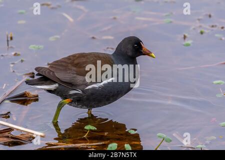 Eine gewöhnliche Gallinule (Gallinula galeata), die in den Gewässern des Savannah National Wildlife Refuge in Georgia, USA weht. Stockfoto