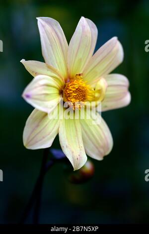 dahlia, peinige Dahlien, Sämling, Pfirsichorange Blumen, Blüte, Blume, bienenfreundlich, tierfreundlich, Nektar reich, RM floral Stockfoto