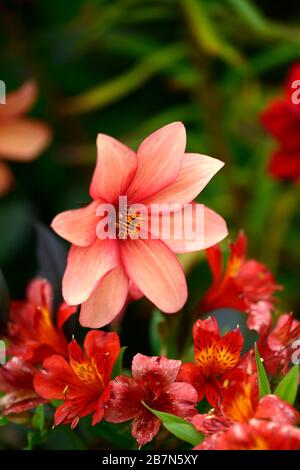 dahlia, peinige Dahlien, Sämling, Pfirsichorange Blumen, Blüte, Blume, bienenfreundlich, tierfreundlich, Nektar reich, RM floral Stockfoto