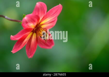 dahlia, peinige Dahlien, Sämling, Pfirsichorange Blumen, Blüte, Bienenfütterung, bienenfreundlich, Tiergarten, RM Blumen Stockfoto